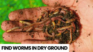 How to Find Worms in Dry Ground [upl. by Htrag451]