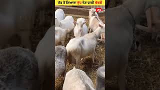 ਦੁੱਧ ਦੀ ਰਾਣੀ saanen Goat 🐐🐐  Saanen Goat Milk production goat milkfarm saanengoats dairy [upl. by Plossl]