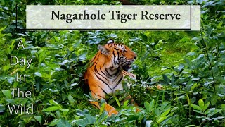 Nagarhole Tiger Reserve in India  2 Tiger Sightings  JLR Kings Sanctuary [upl. by Ienttirb]