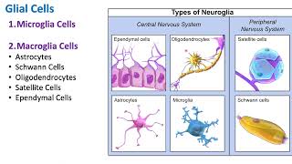 Glial Cells  Nervous System  Biology [upl. by Nauwtna13]