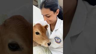 BVSC amp AH subjects veterinary vetstudent vet trending viral neetexam neet2024 myvetjourney [upl. by Sou616]