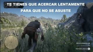 conseguir el point horse americano el red Dead Redemption 2 [upl. by Marrissa]