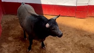 LA MÉXICO 2024  7ma corrida  Entorilamiento de los toros de Rancho Seco  Dom10 de marzo [upl. by Netsriik]