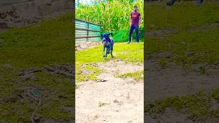 Top quality German shorthaired pointer puppy puppytraining viral short [upl. by Aihsetel]