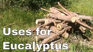 Uses for eucalyptus  woodchips natural building bio char [upl. by Ecilahs]