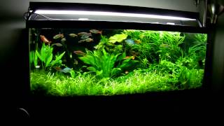 75 Gallon Planted Aquarium March 2013 [upl. by Kcirret]