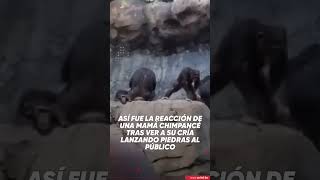 Chimpancé es regañado por su madre [upl. by Kwon]