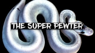 The Super Pewter A Genetic Paradox [upl. by Hedva]