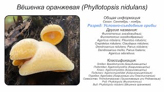 Вёшенка оранжевая Phyllotopsis nidulans [upl. by Oretna138]