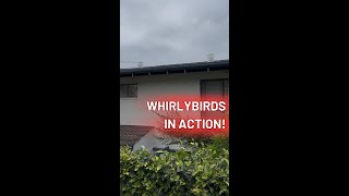 See our whirlybirds in action 🎬 [upl. by Nimajneb]