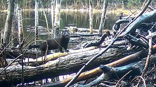 Mink at the beaver lodge [upl. by Tdnerb]