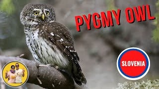 Pygmy Owls Glaucidium passerinum in Slovenia October 2021 Full HD [upl. by Katzir]