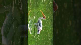 The Painted Stork Bird Drinking Water birds wildlife nature shorts ytshorts photography [upl. by Sissel508]