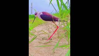 జంతువులు గుడ్లు ఎలా పెడతాయి  How Animals lay Eggs  Animals Reproduction  Animals lays Eggs [upl. by Anreval]