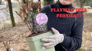 Planting tree peonies [upl. by Elysee]