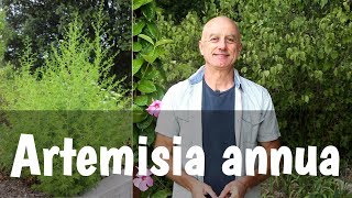 Armoise annuelle Artemisia annua  malaria et cancer [upl. by Pepin]