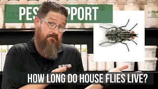 How Long do House Flies Live  Pest Support [upl. by Aerbua]