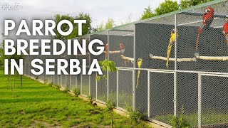 Parrot Breeding in Serbia  A Hidden Gem in Aviculture Your Parrot Birdfood Macaws amp Co [upl. by Etram]