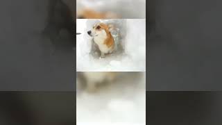 corgi snow tunnel [upl. by Dohsar]