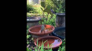 Singing Honeyeater [upl. by Liamsi749]