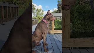 Fawn Doberman Pinscher [upl. by Jill]