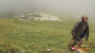 Himalayan way to make shelter  sheep farm [upl. by Etna]