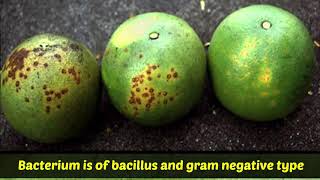 Know About Citrus Canker [upl. by Bortz]