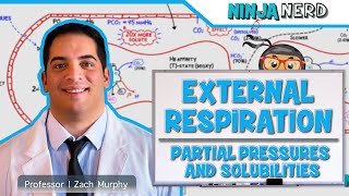 Respiratory  External Respiration Partial Pressures amp Solubilities [upl. by Mayyahk]