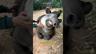 Brazilian Tapir  The Most Cutest Giant Animal [upl. by Sisson]