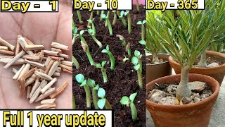 Adenium from seeds with one year update [upl. by Benjy]