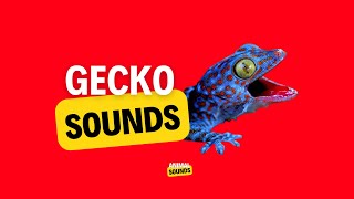 Gecko Sound  Gecko Effect  Tokay Gecko Big Size [upl. by Pitts722]