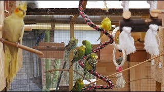 Over 3 Hours of Budgies and Cockatiels Talking Singing and Playing in their Aviary [upl. by Ottavia]