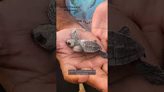 Olive Ridley Turtle  Species Fact Card [upl. by Hillegass]