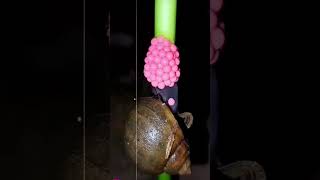 snails eggs  pink eggs colour  have you ever seen itvery small size eggs 😍😊😔😲 [upl. by Topper331]