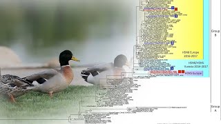 Avian influenza what is the difference between a high and a low pathogenic virus [upl. by Prady]