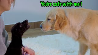 My Golden Retrievers Gentle Approach to a Terrified Rescue Puppy [upl. by Anomis]