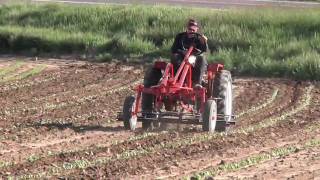 Cultivating Beans with a Tuffbilt [upl. by Christine]