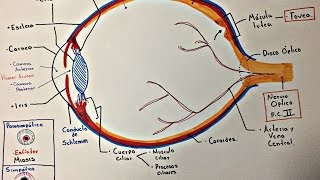 Ojo Anatomía y generalidades [upl. by Marianna]