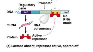 Lac operon [upl. by Saunders856]