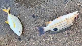 Beach fishing 🎣 video India 🇮🇳 [upl. by Karlise]