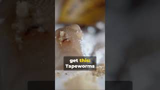 What is a Tapeworm shorts explained science [upl. by Whelan]