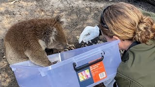 Australia fires Helping animals in crisis [upl. by Lletnohs]