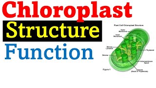 Chloroplast structure and function [upl. by Armington573]