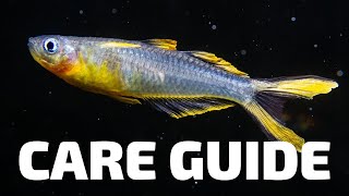 Care Guide for Furcata Rainbowfish  Aquarium CoOp [upl. by Rebeca]