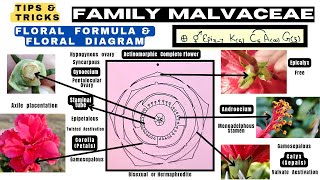 Family Malvaceae  Floral formula  Technical Botany  Floral diagram  Info Biodiversity [upl. by Cadell]