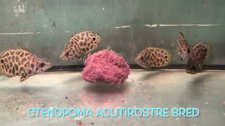 Ctenopoma acutirostre bred [upl. by Sonny717]