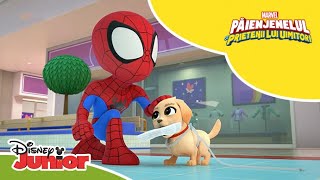 🐶 Atacul cățelușului  Păienjenelul Marvel și prietenii lui uimitori  Disney Junior România [upl. by Aihsas]