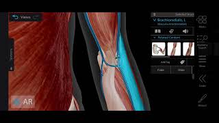 Cubital Fossa Anatomy 3d  Boundaries amp Contents of Cubital Fossa  Medical Medics [upl. by Gomer]