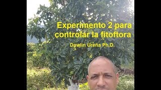 Experimento 2 para controlar la fitoftora Dawlin Ureña PhD [upl. by Nylhtiak]