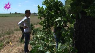 Fédération des Chasseurs de LoireAtlantique  la régulation à tir des corvidés [upl. by Adey]